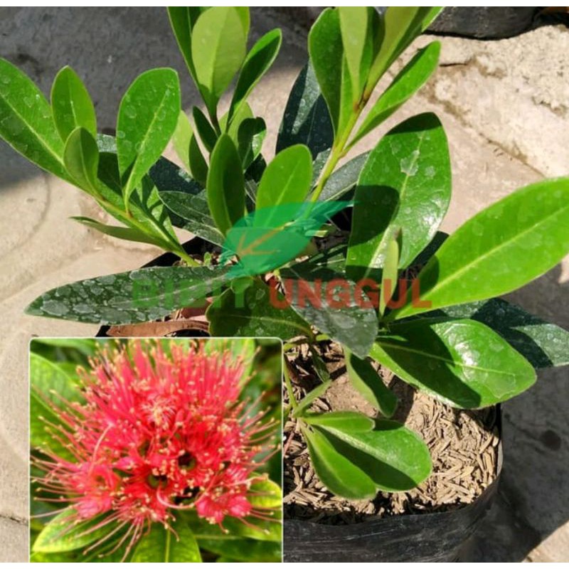 tanaman hias bunga santos lemon - tanaman bunga santos - santos lemon - bunga santos lemon