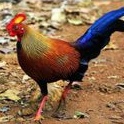 telur ayam hutan cantik asli