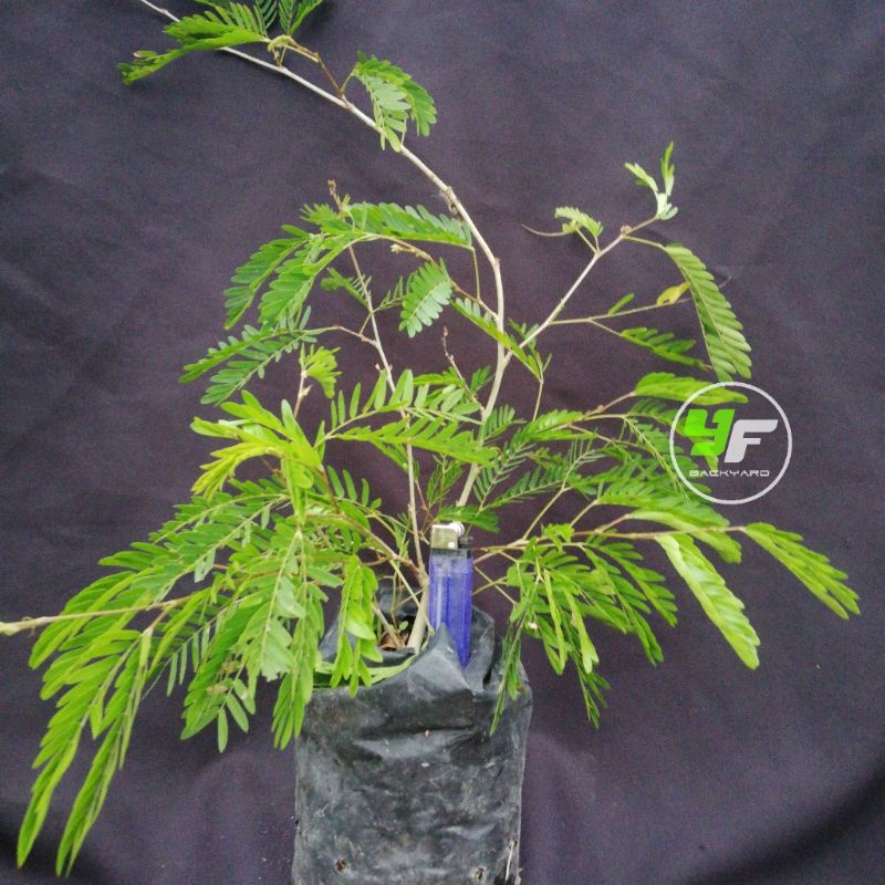 Kaliandra Surinamensis bibit bonsai
