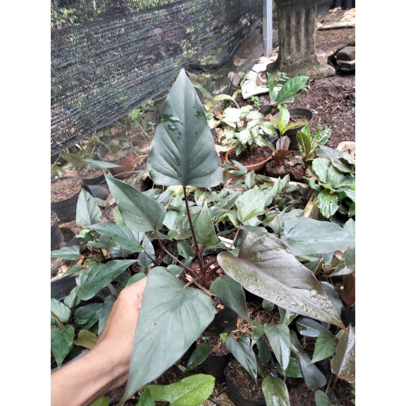 Ragam'S: Homalomena Black - hitam