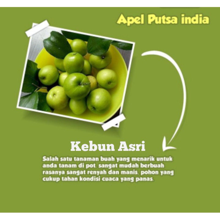 bibit apel futsa /apel india