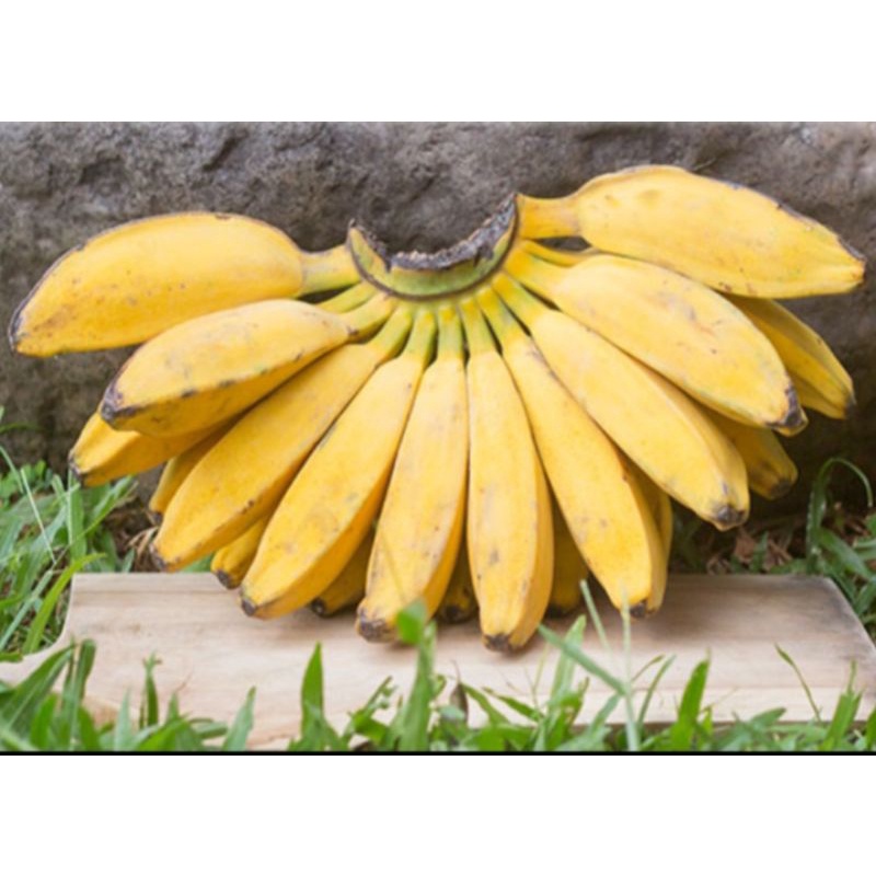 

pisang kapok 1 sisir