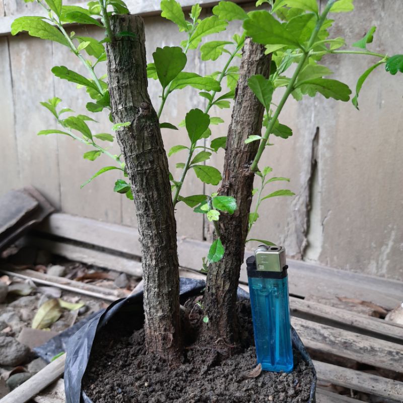 Bahan bonsai Hokianti / hokiantea lokal twin style sudah subur