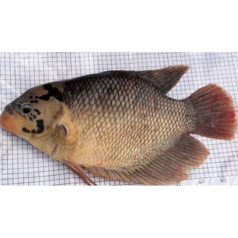 

Gurami Segar 500gr-1000gr