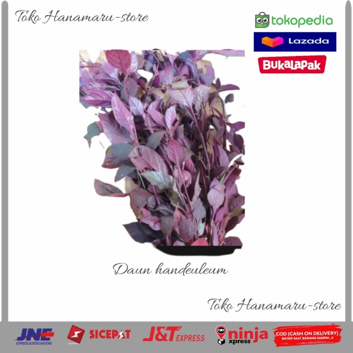

DAUN UNGU OBAT WASIR l DAUN HANDELEUM ( 500gr )