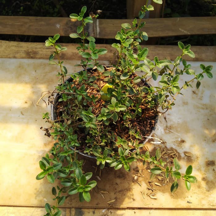 Tanaman thyme