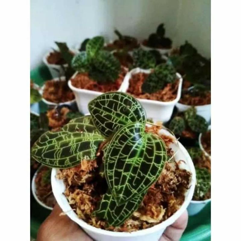 Bunga Langka Urat Emas / Jewel Orchid / Macodes Petola / Anggrek Permata