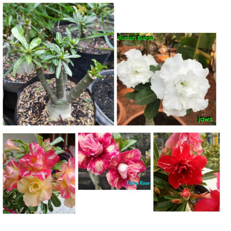 ADENIUM BUNGA TUMPUK *SIZE C* 1 WARNA-WARNI.