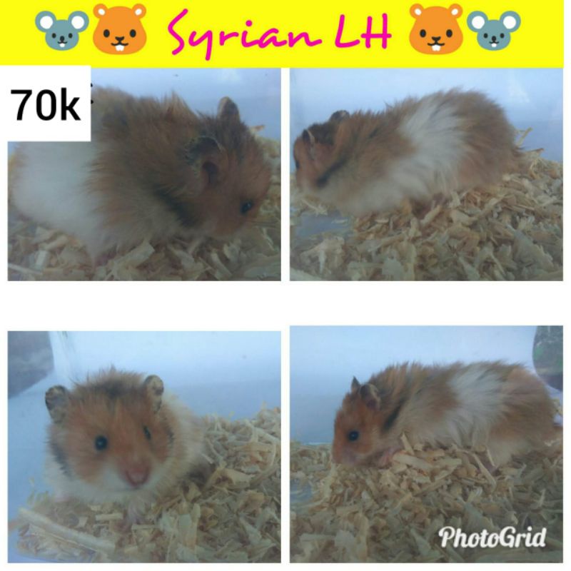 hamster syrian long hair
