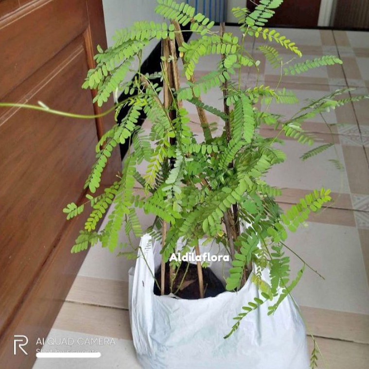 Bibit Tanaman daun saga-Pohon herbal daun saga obat batuk