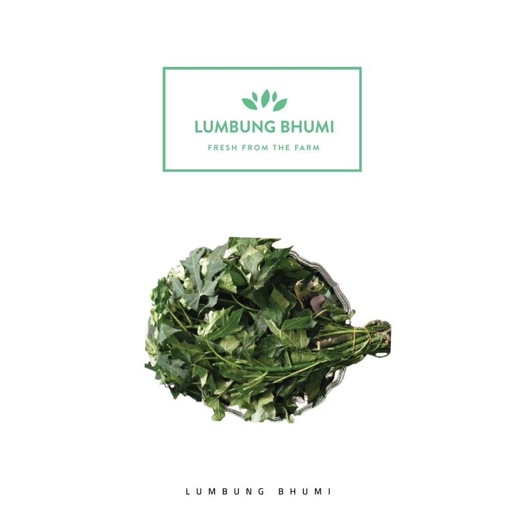 

Lumbung Bhumi - Daun Pepaya Manis 500 Gr ( Sayur Curah )