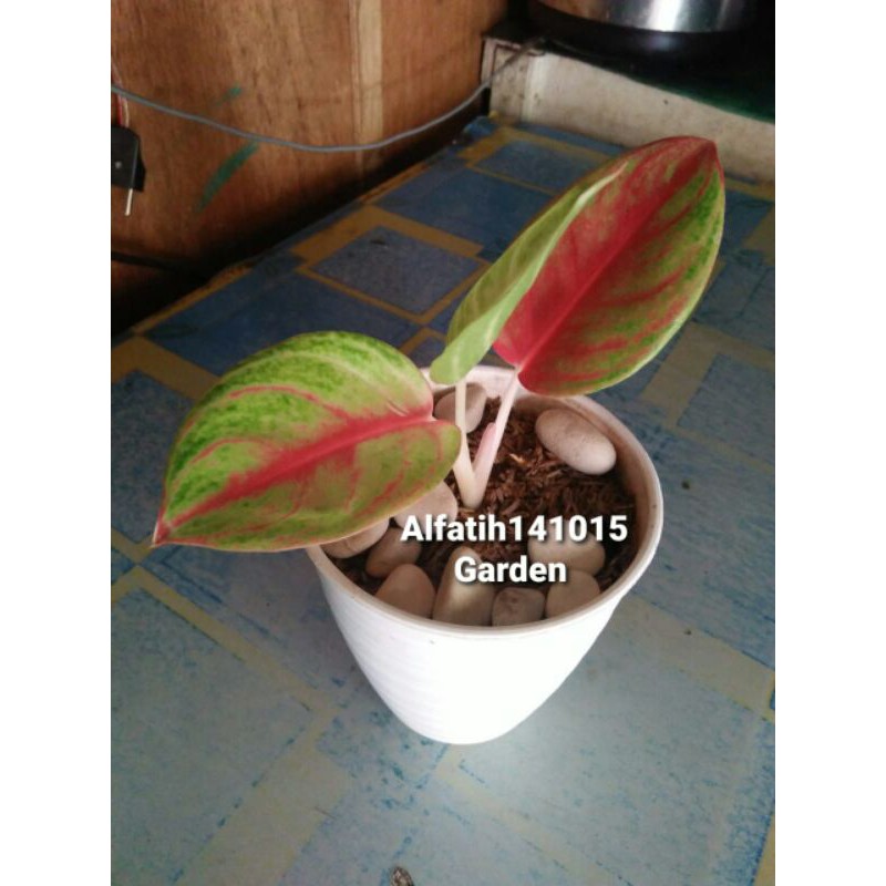 aglonema moonlight-moonlight-AGLONEMA MOONLIGHT-Aglo Moonlight-aglaonema moonlight-moonlight promo