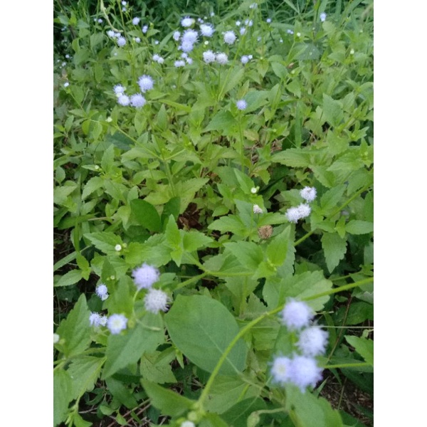 

Daun bandotan segar herbal 250 gr