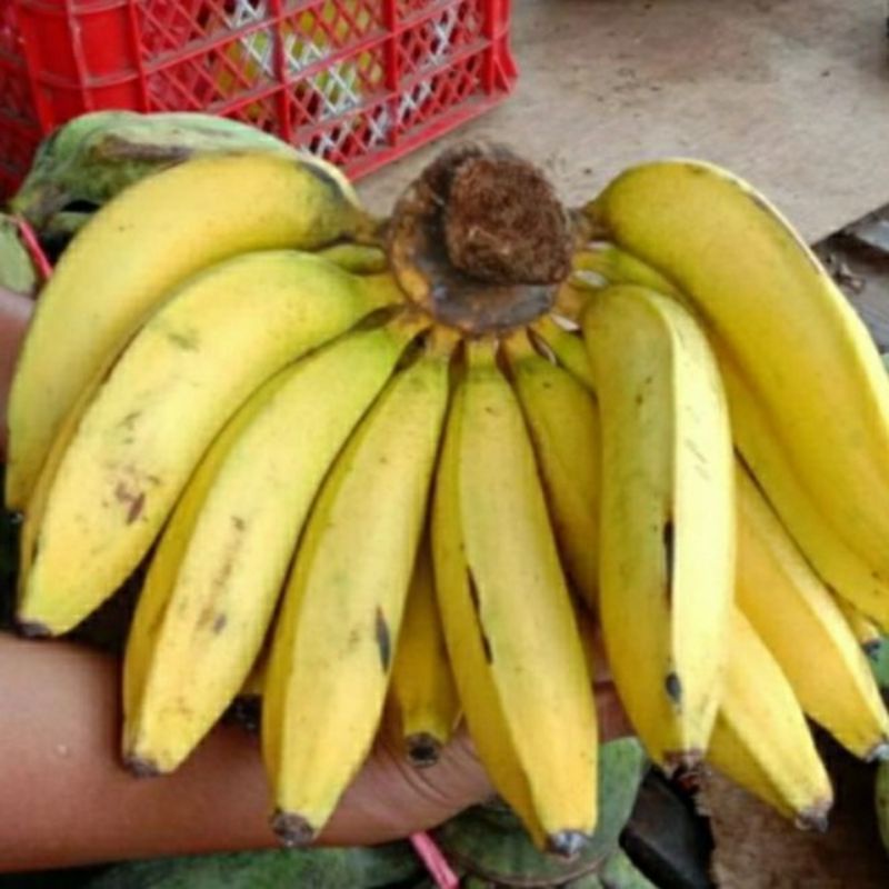 

PISANG AMBON 1 SISIR/BUAH PISANG AMBON SUPER FRESH