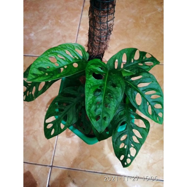 Janda bolong monstera acuminata