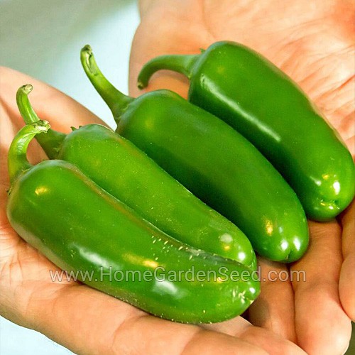 Benih Cabai Jalapeno M - Hot Pepper - Home Garden Seed