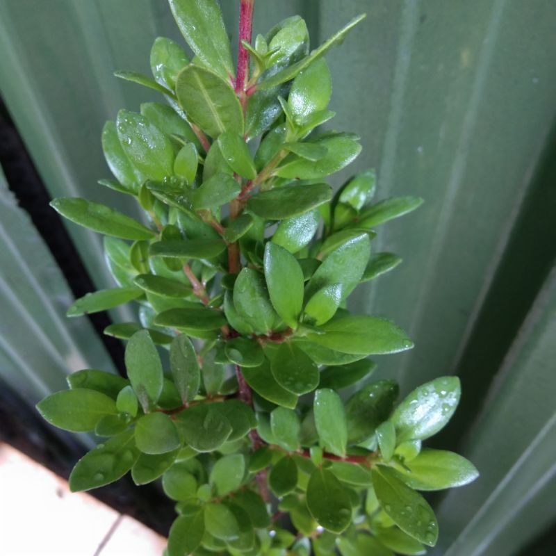 SANTIGI MAWAR ANGGREK