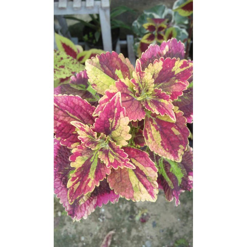 miana/coleus