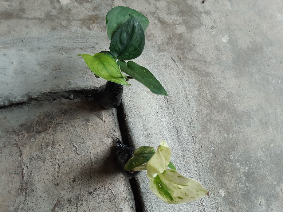 Tanaman Hias Scindapsus Exotica -  Tanaman Hias Gantung