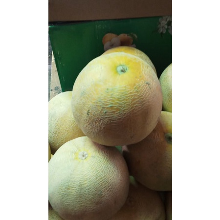 

Buah Melon Madu