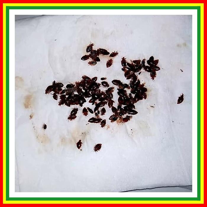obat/racun pembasmi kutu busuk tumila kepinding tinggi kupret kasur