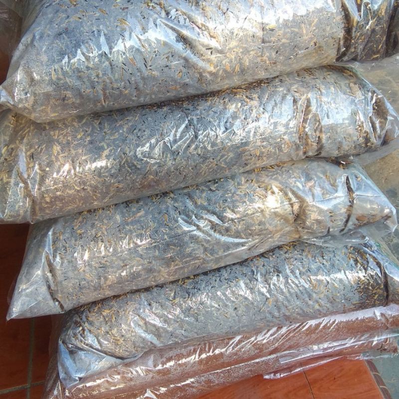 media tanam aglonema siap pakai