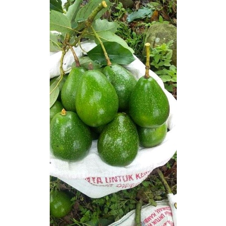 Alpukat Mentega Garut Asli 1000 G (uk 2,3,4&5)