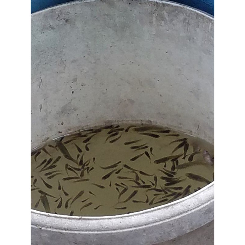 

ikan cemplon segar
