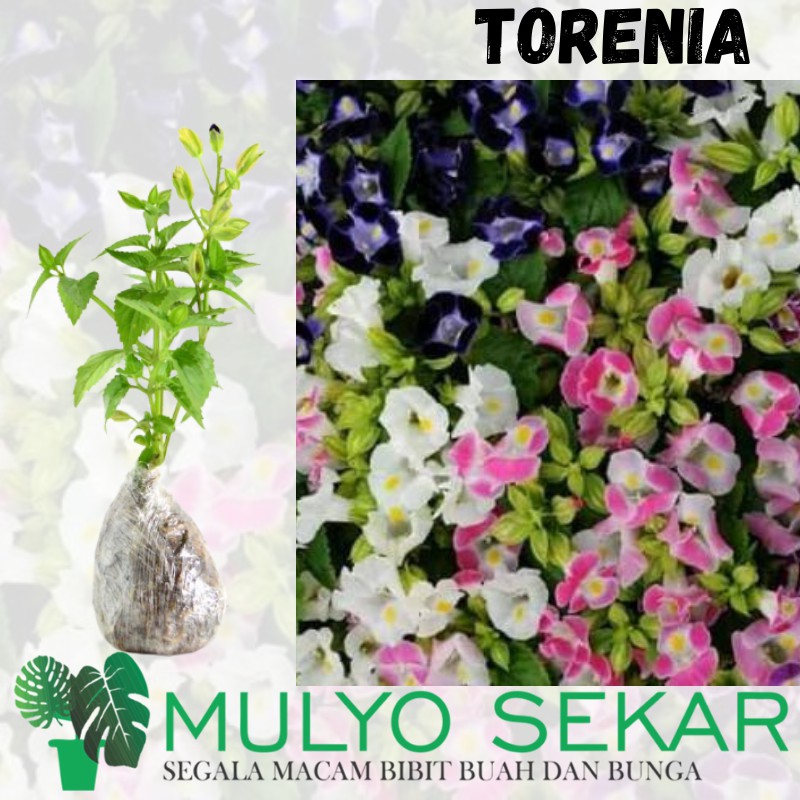 Tanaman Hias Mata Kucing - Torenia Fourneri - Sudah Berbunga