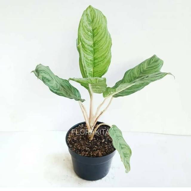 Tanaman hias aglonema Sri rezeki - belanceng sri rezeki