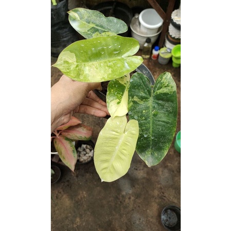 philodendron burlemark variegata/brekele