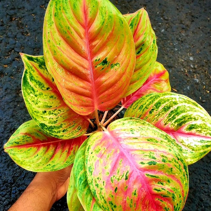 Aglonema Andini/ bibit bunga / bunga hidup / tanaman / tanaman bunga / bunga hiasan /bunga aglonema 