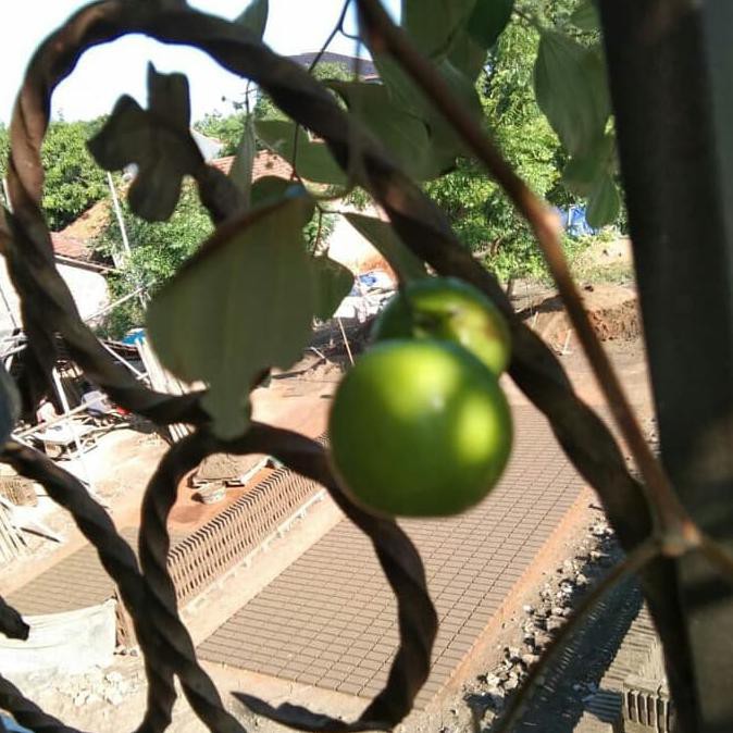 TERLARIS Bibit Tanaman Bidara India atau Putsa Apel India Sudah Berbunga /Buah