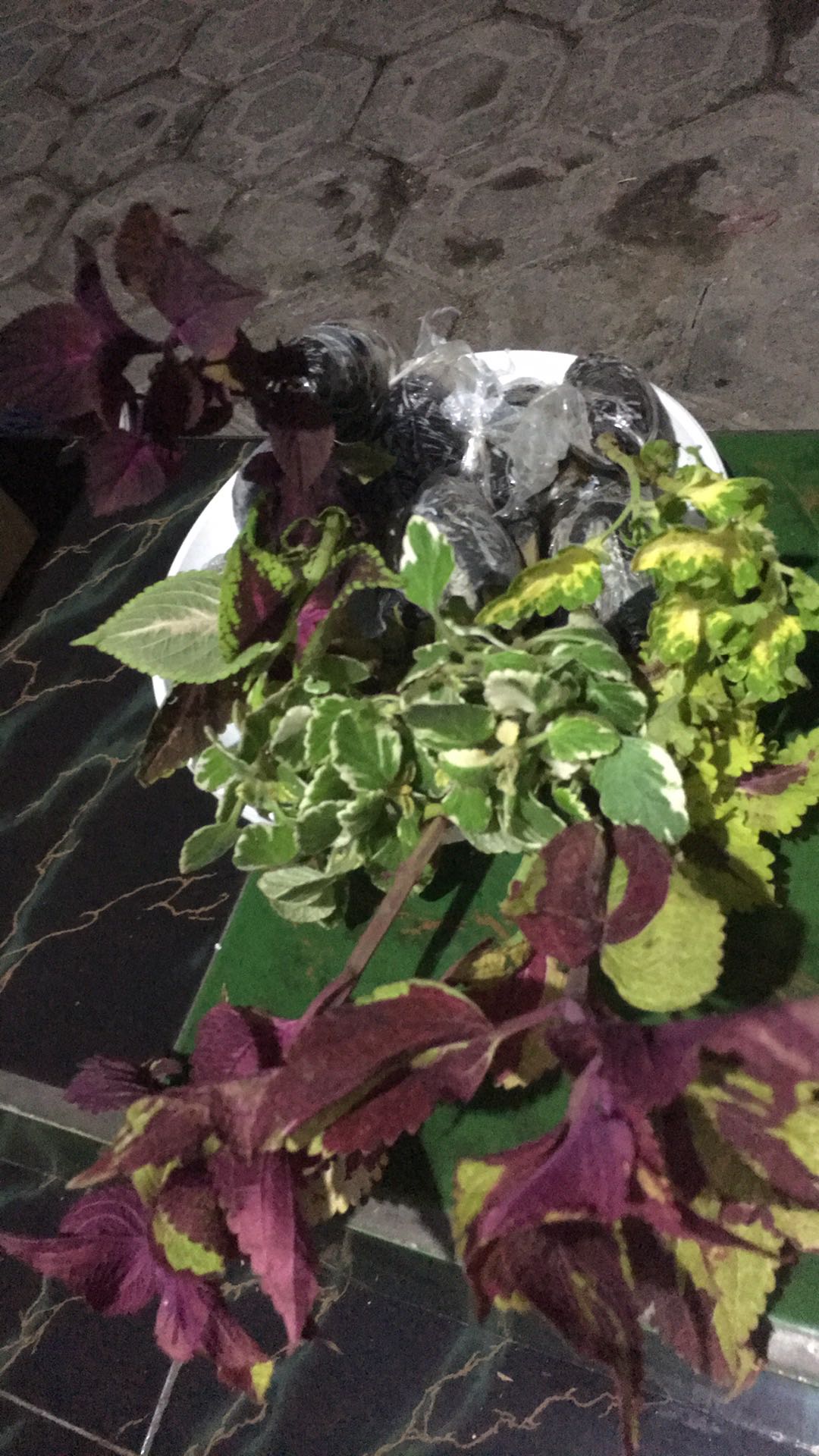 Bunga Tanaman Hias Miana Dark Red