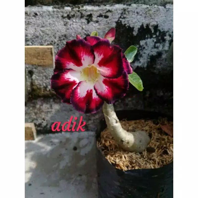 

PROMO!!!adenium adik bunga tumpuk (bibit)