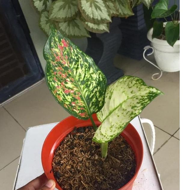 Recomended.. Baby Aglonema tricolor murah