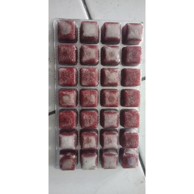 cacing beku bloodworm