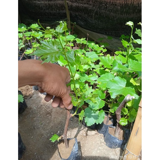 promo bibit anggur import isi 4