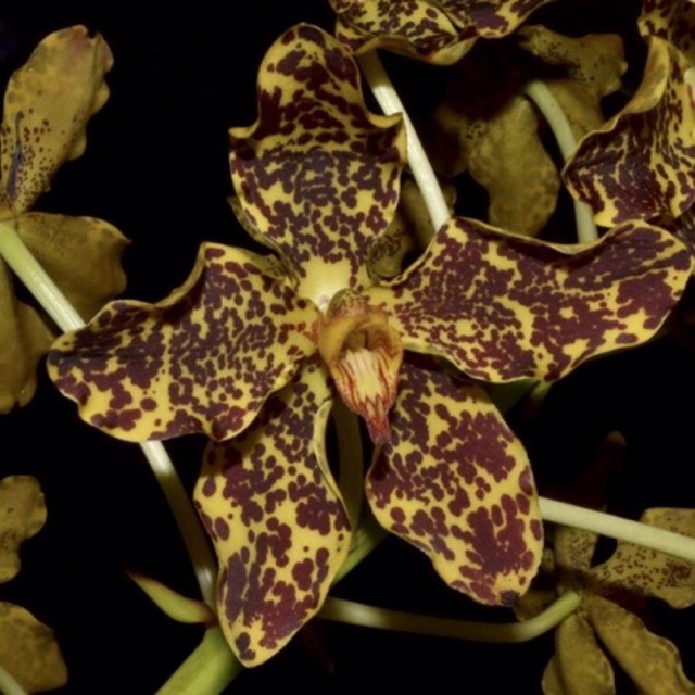 Grammatophyllum Speciosum Papuanum (Seedling / Remaja / Botol)