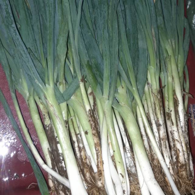 

DAUN BAWANG