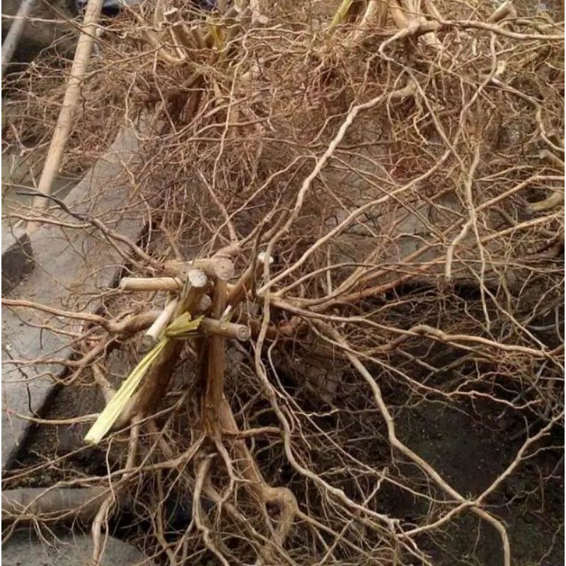 akar senggani aquascape isi 20 akar senggani