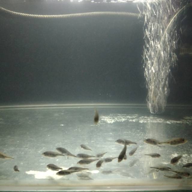 Peacock bass Monoculus