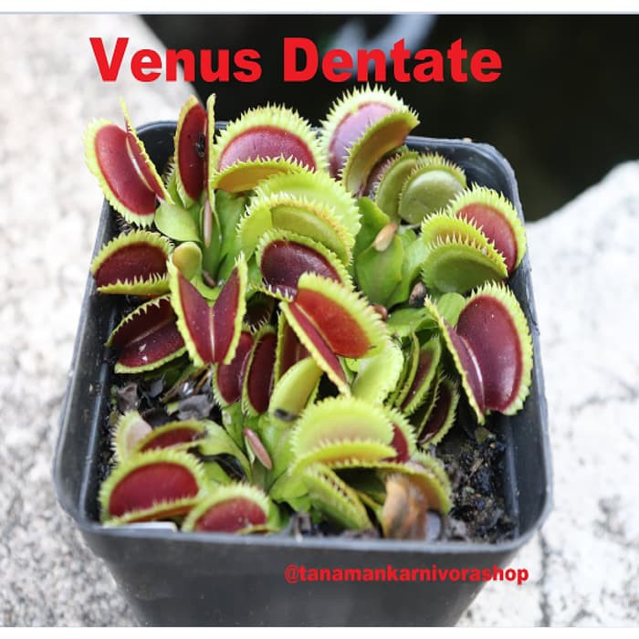 Tanaman Karnivora Venus FlyTrap Dentate DEWASA - Tanaman Hias