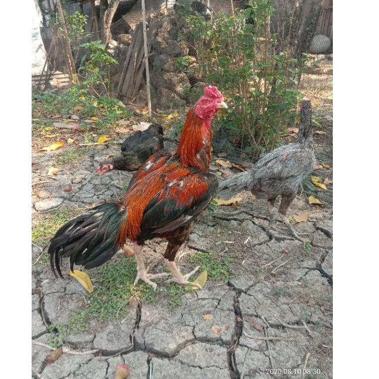 

[KODE SHQE8] Telur fertil ayam bangkok super, pacek tinggi besar ukur 6,petarung Handal