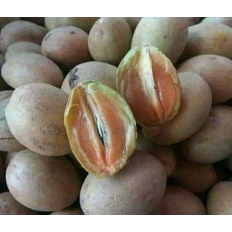 

Sawo Madu