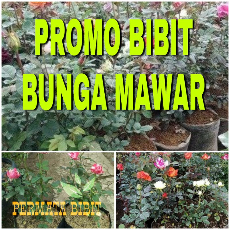 PROMO BIBIT BUNGA MAWAR IMPORT