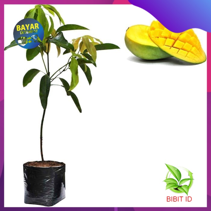 Bibit Mangga Arumanis