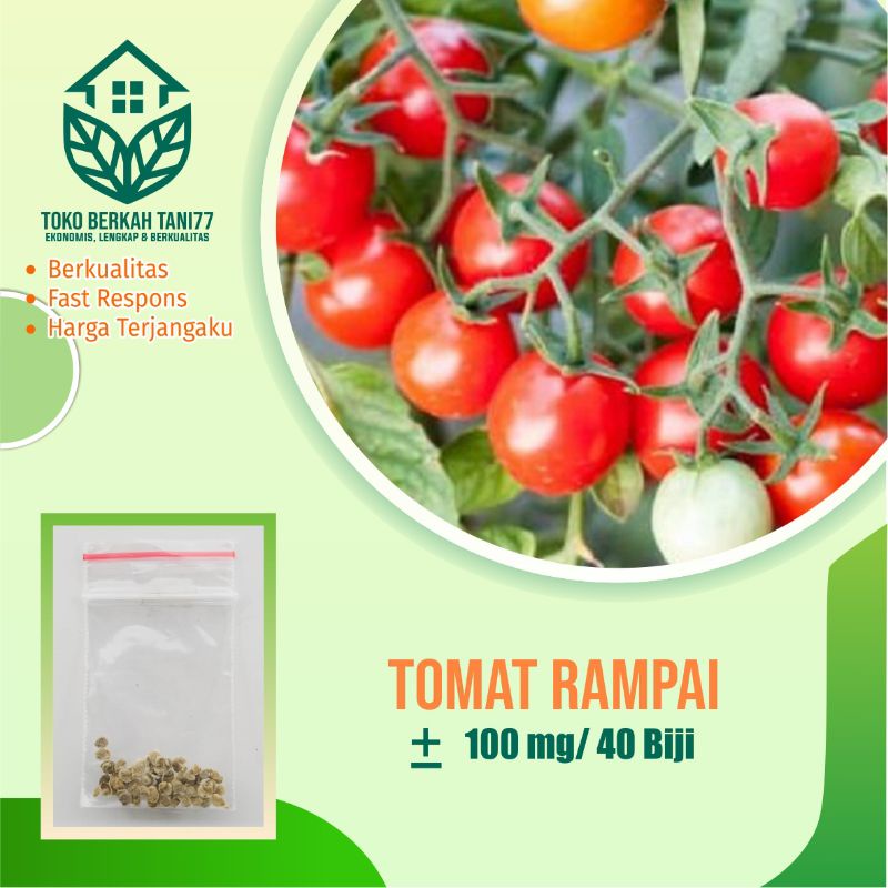 BENIH SAYURAN UNGGUL TERLENGKAP TERJANGKAU BIBIT KUBIS TOMAT SAWI TERONG CABE BUNCIS BAYAM KANGKUNG-Tomat Sambal rampai