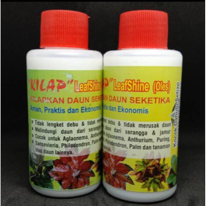 Pengkilap daun KILAP - leaf shine - kilap daun