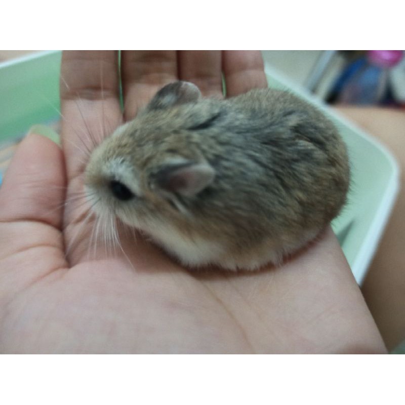 BUY 1 GET 1 Hamster Gembul dan Lincah (Jenis Winter White dan Roborovsky) Ready to Adopt (Surabaya)